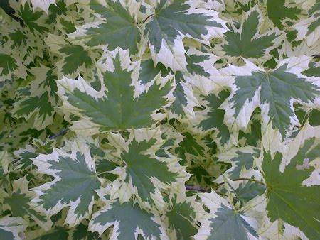 Acer negundo 'variegatum' (variegated box elder). 2017 Tree selection - Kleijn Nurseries and Garden Centre
