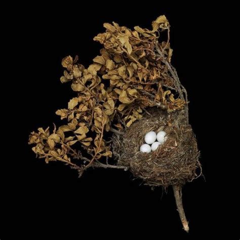 The Fragile Beauty Of Birds Nests By Sharon Beals The Wondrous