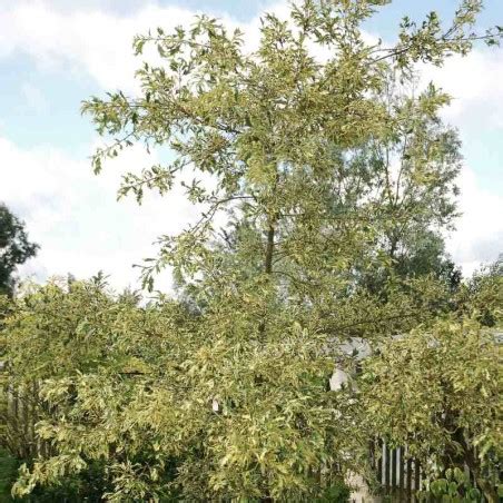 Turkey oak is said to work similarly to oaks found in the united states. Quercus cerris 'Argenteovariegata'