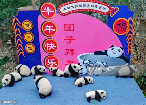 Panda Cubs Meet The Public In Chengdu Photos And Premium High Res