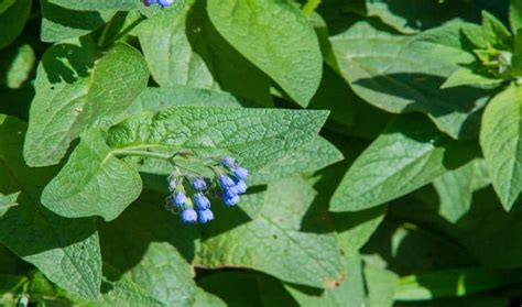Maybe you would like to learn more about one of these? How To Get Rid Of Comfrey In The Garden - Gardening Mentor