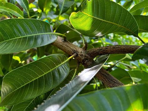 The Ultimate Guide To Growing Mango Trees