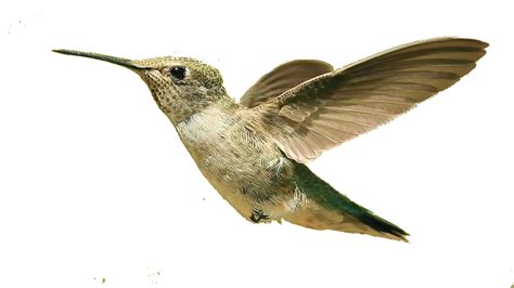 Bird Hd Png Transparent Bird Hdpng Images Pluspng