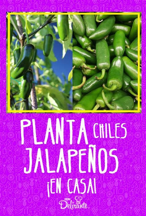 Chile jalapeno into other spices and transform them into mixed spices and seasonings for. Aprende a sembrar chiles jalapeños... ¡en casa! | Plantas ...