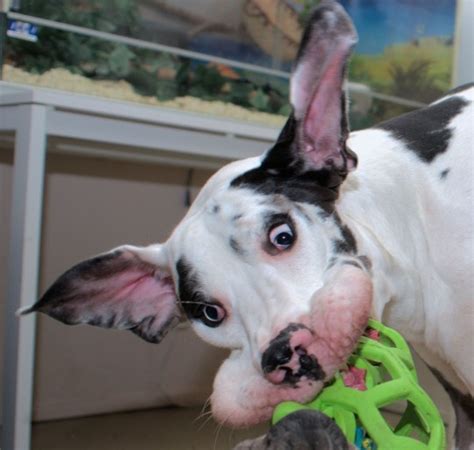 Mutka The Great Dane From Finland Has A Gurn For Every Emotion Metro News