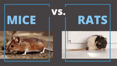 Mice Vs Rats Identification Risks And Damage Pestech Pest Solutions