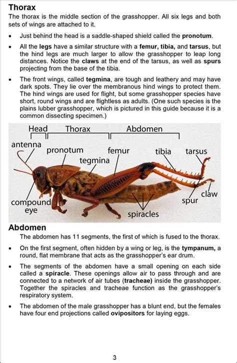 Phillipsbiology Grasshopper Dissection Riset