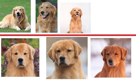 Golden Retriever Standard Golden Retriever Dog Forums