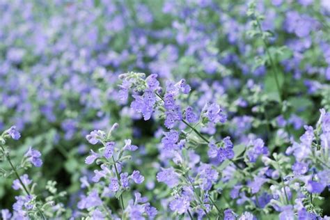> see all perennial plants. Purple Perennial Flower Identification | Hunker
