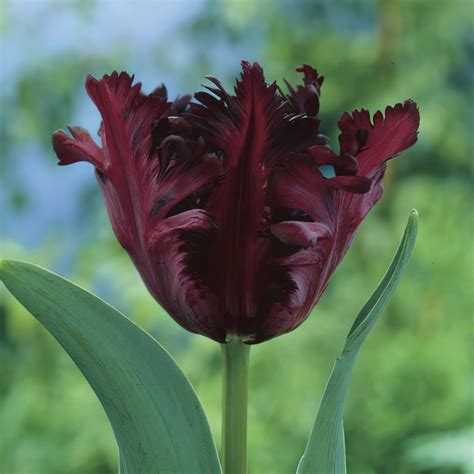 Black Parrot Tulip Bulbs Parrot Tulips Buy Online Boston Bulbs