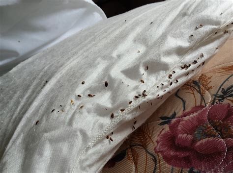 They are made of plastic, pvc, and other synthetic materials that are very waterproof but also make a lot of crinkling noises. Pictures Of Bed Bug On Mattress - Tutorial Pics