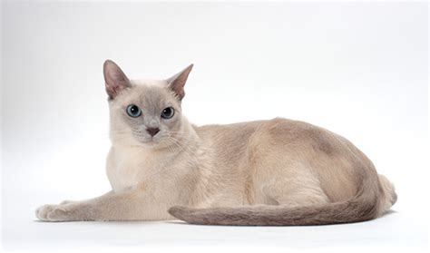 Among the factors of how long do cats live you can influence the longevity of your cat are: Tonkinese Cat Info, Personality, Care, Training, Kittens ...