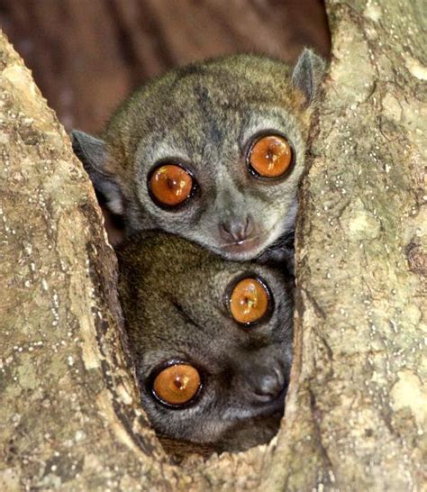 Endangered Primate Species Northern Sportive Lemur