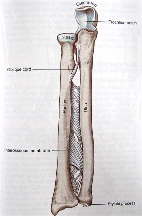 The Interosseous Membrane Of The Forearm