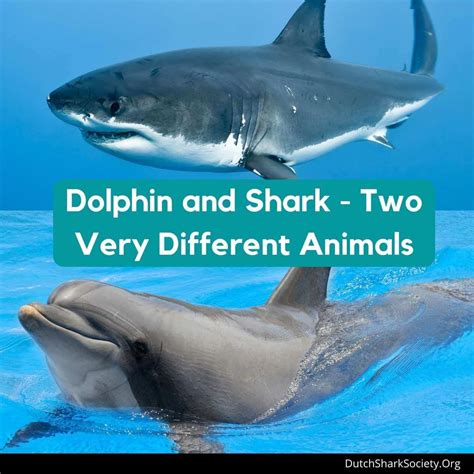 How To Tell The Difference Between A Shark And A Dolphin Dutch Shark