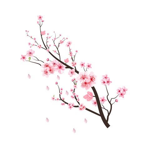 Single Cherry Blossom Picture Png Transparent Layers