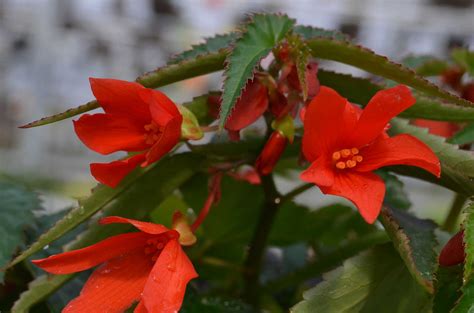 Begonia is a genus and common name of flowering plants from the family begoniaceae. Mistral Orange Begonia - Plant Library - Pahl's Market ...