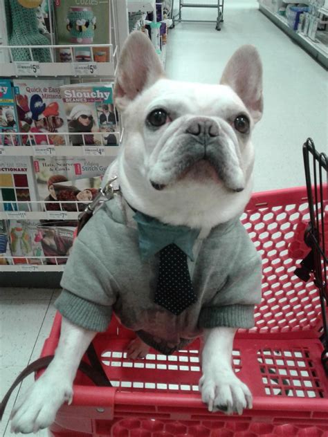 Teddy the french bulldog has a new brother, bill the french bulldog! Teddy the French Bulldog out shopping with mom (With ...