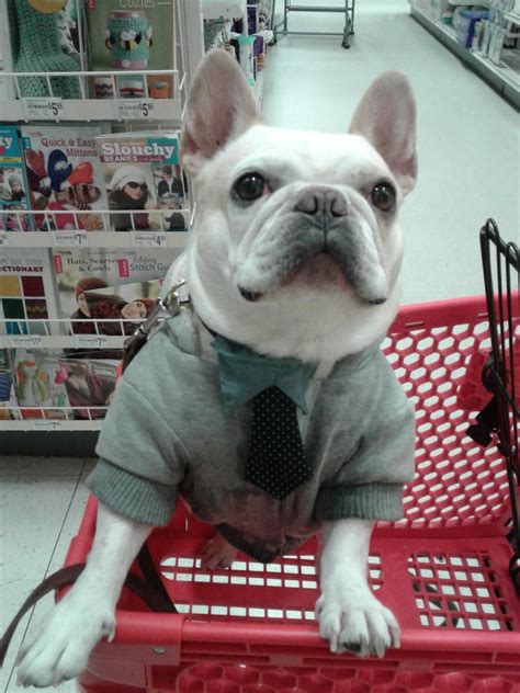 Well, his akc paperwork does have him registered as all the lovin' teddy. Teddy the French Bulldog out shopping with mom (With ...