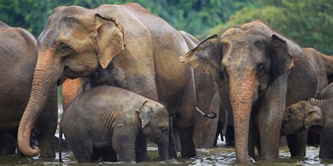 The elephant also has observable. How You Can Help Save The Asian Elephants Mistreated For ...