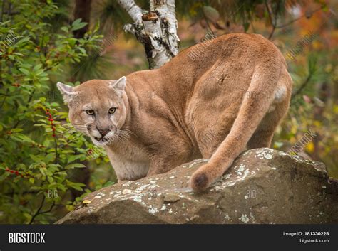Adult Male Cougar Image Photo Free Trial Bigstock