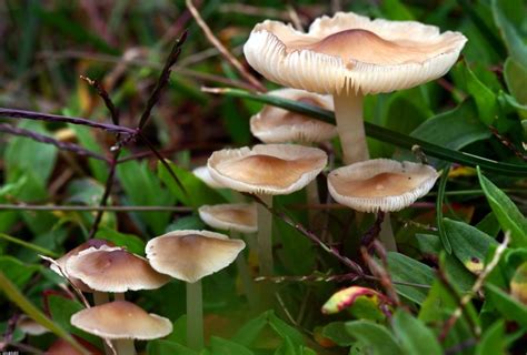 Verna or fool's mushroom, was first described in france. Death angel mushroom photo