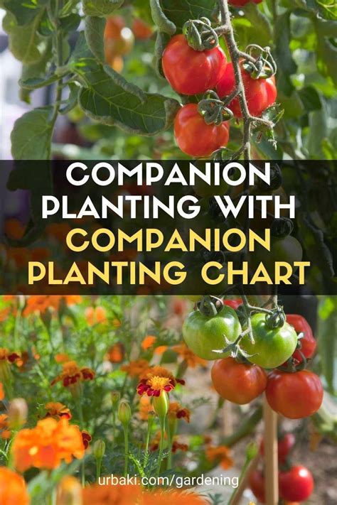 Planting Companions Is About Growing Different Plants Together It Is