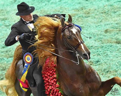 World Champion Saddlebred Wgc Marc Of Charm Selected As Breyer Horse