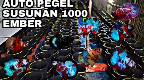 Dapatkan followers, likes, dan views instagram dengan aman. AUTO PEGEL SUSUN 1000 EMBER.... - YouTube
