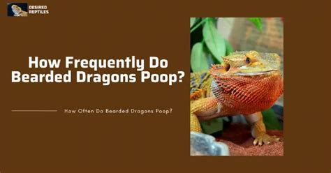 How Often Do Bearded Dragons Poop All There Is To Know • Desired Reptiles