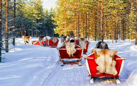 Rendierslee Caravan Safari En Mensen Forest Lapland Northern Finland