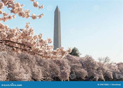 Washington Monument Towers Above Blossoms Stock Photo Image Of Flower
