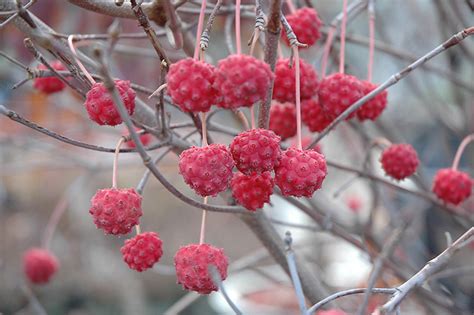 The white, pointed bracts are produced a month later than flowering dogwood and are effective for about a month, sometimes longer. Milky Way Chinese Dogwood (Cornus kousa 'Milky Way') in ...