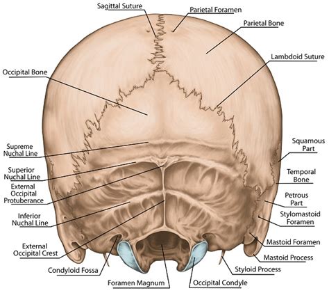 Mastoid Area Anatomy