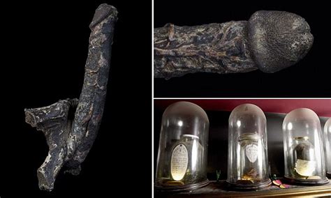 Mummified Penis Rented By Museum For A Year Daily Mail Online