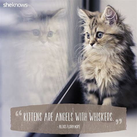 Cat Quote About Love Quotesta
