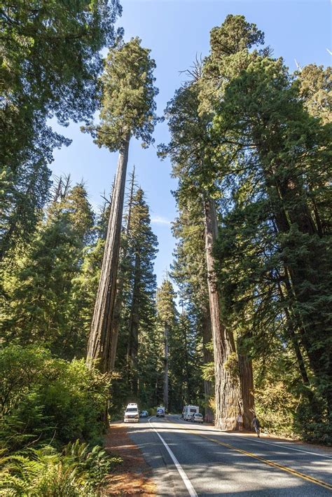Sequoia Sempervirens California Redwood Coastal Redwood