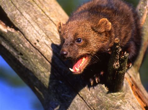 What Does A Fisher Cat Sound Like When It Screams