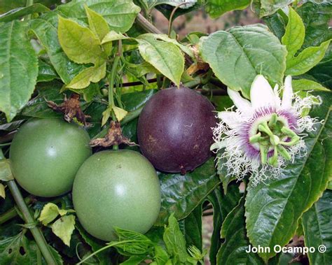 Black Passionfruit Passiflora Edulis