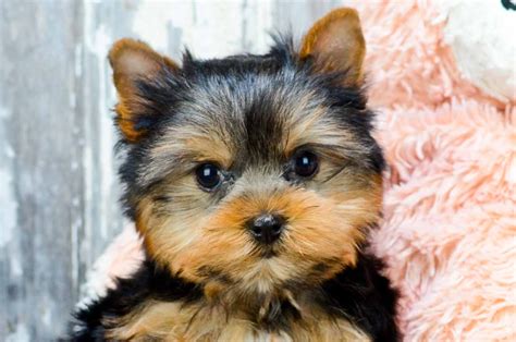 We did not find results for: Yorkie Puppy For Sale Nj - PetsWall
