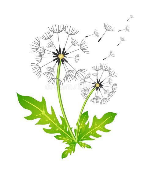 Illustration Inflorescence Dandelion Stock Illustration Illustration 63d