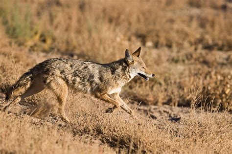 Coyote In New Mexico Is Running Down A Hill Animal Photo New Mexico