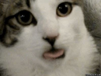 funny cat gifs   cool funny