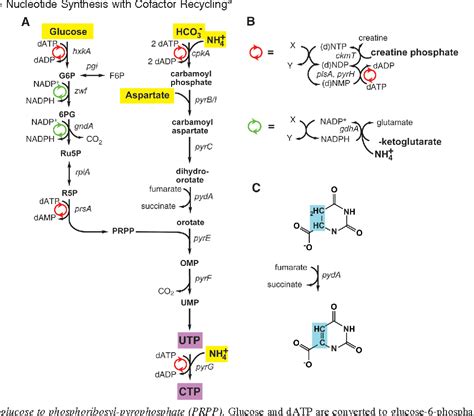 De Novo Biosynthesis Of Pyrimidine Nucleotides And Mcqs Gpat Neet Upsc