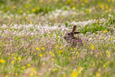 Rabbit George Hart Flickr