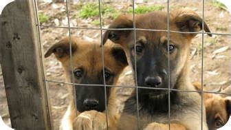 I found myself in a rural county animal shelter in caswell county nc where i was found as a. Hendersonville, NC - Belgian Malinois. Meet PUPPIES!! a ...