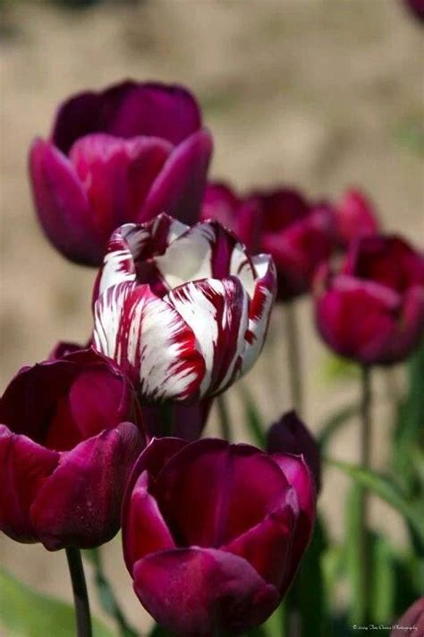 Tulipanes Flores Tulipanes Flores Exóticas Mejores Flores