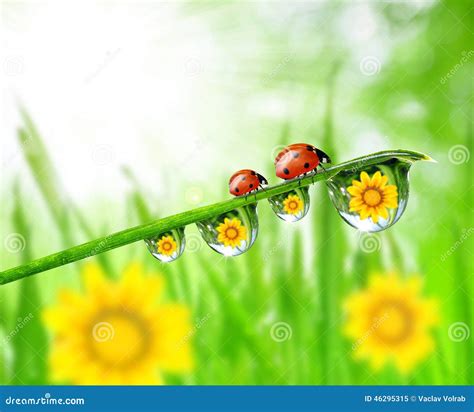 Dew Drops And Ladybugs Stock Image Image Of Lawn Macro 46295315