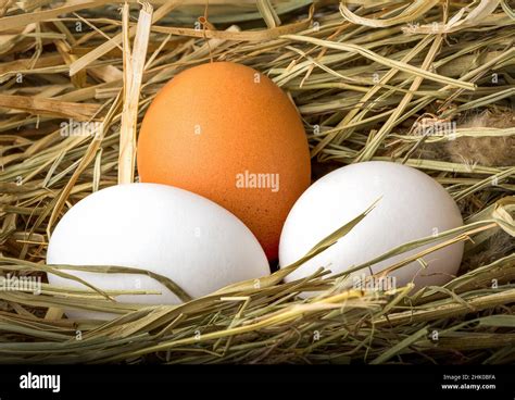 Three Fresh Chicken Eggs In The Nest Of Hay Stock Photo Alamy