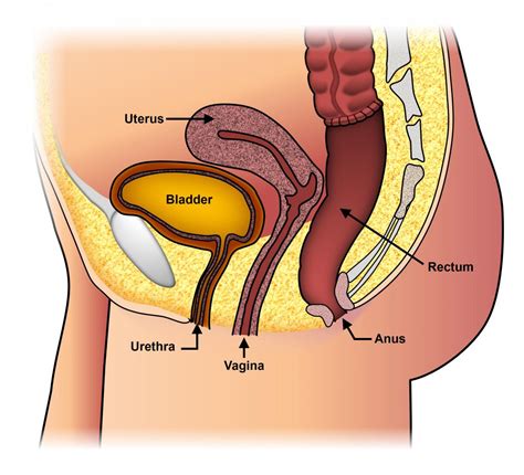Download Uterus Falling Out Pictures Human